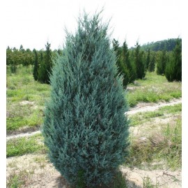 Можжевельник скайрокет